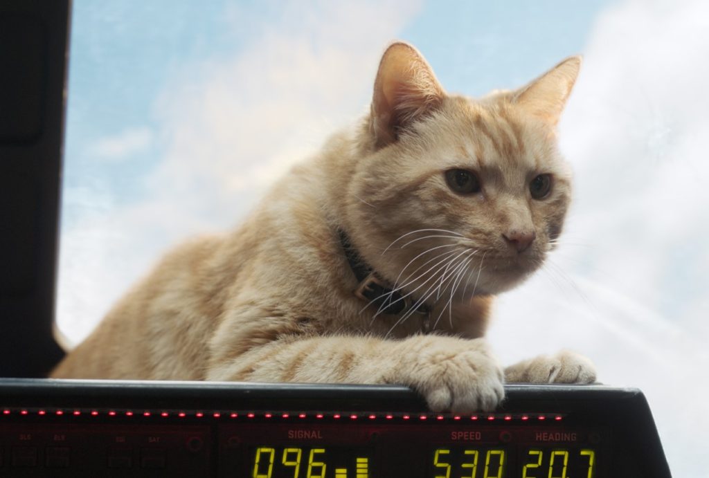 Captain Marvel - Goose