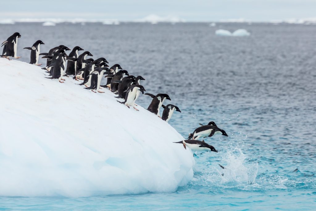 Penguins - Flock Diving