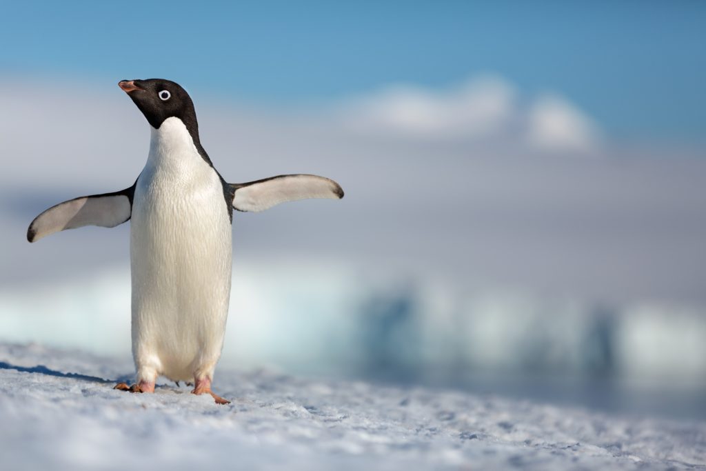 Disneynature - Penguins - Steve