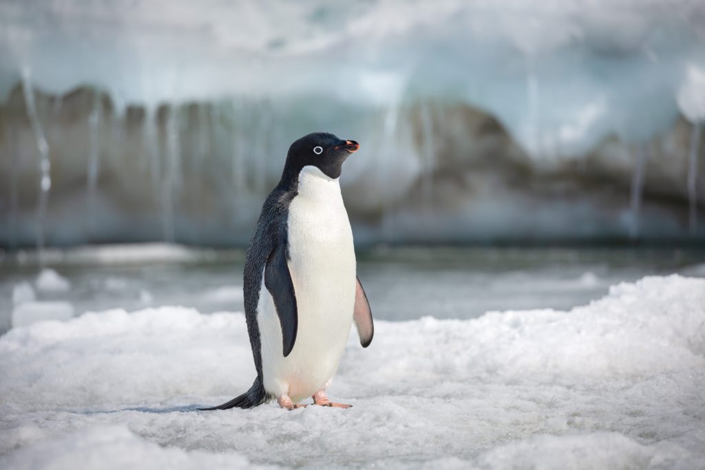 Penguins - Steve