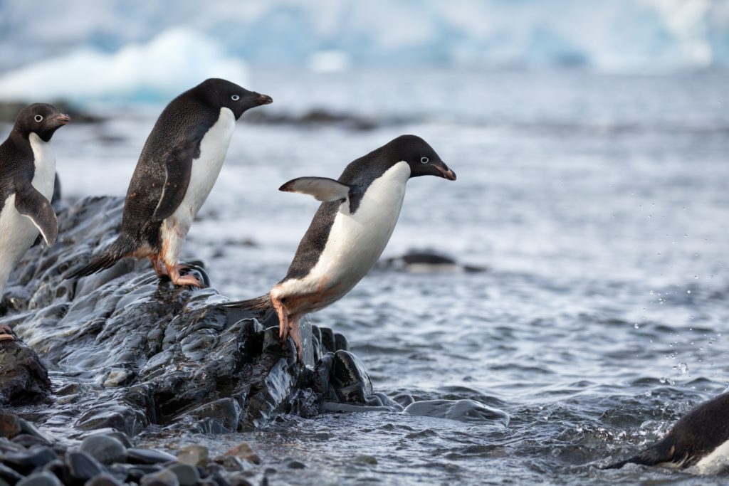 Penguins - Steve Diving